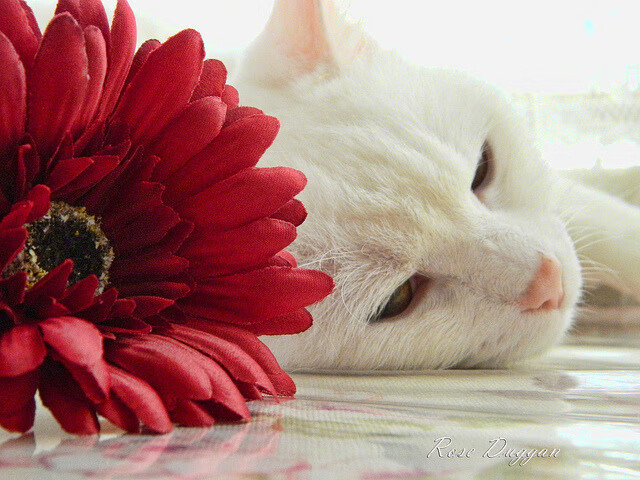 乐鱼娱乐app-斯洛伐克女篮在欧洲预赛中表现优异，期待奥运梦想，斯洛伐克女子篮球锦标赛u23