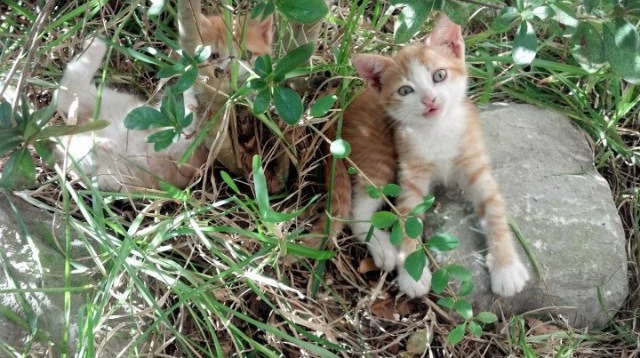 乐鱼电竞在线平台登录入口-法甲冠军争夺激烈：实力悬殊，精彩纷呈！，法甲 冠军