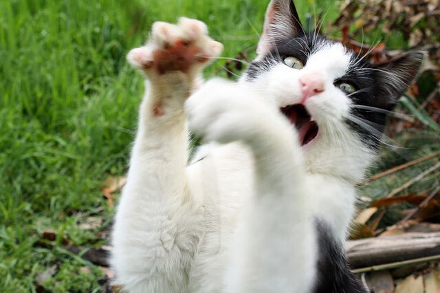 乐鱼官方登录入口-赛事直播效果提升多平台同步观看人数再创新高，直播看比赛的平台