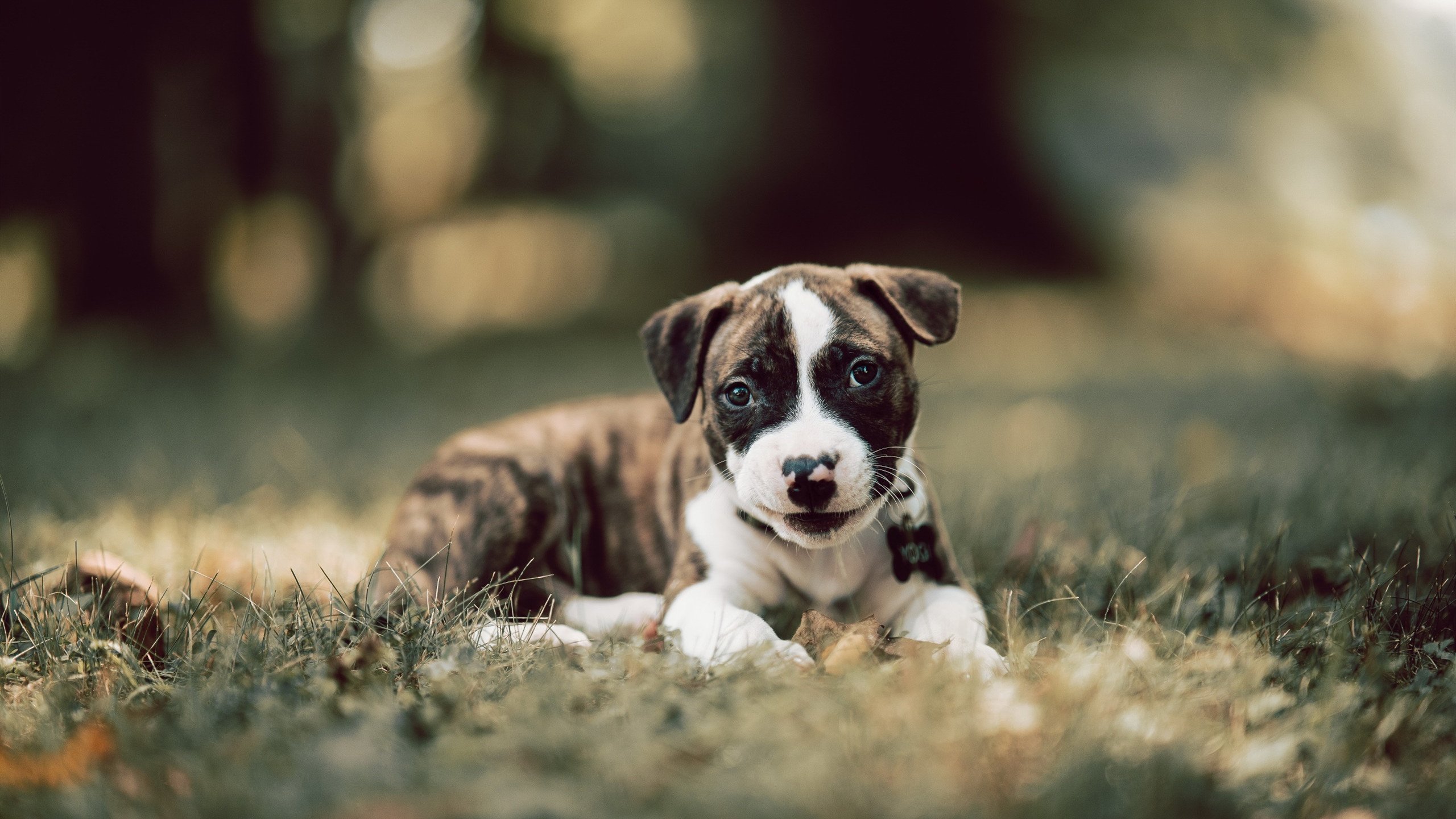 麦金托什完美转身成制胜关键，麦金托什海报